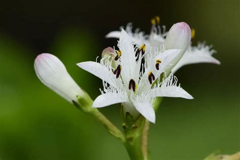 睡菜|睡菜